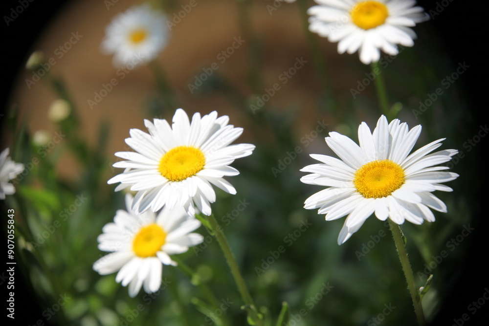 Obraz premium flowers garden 