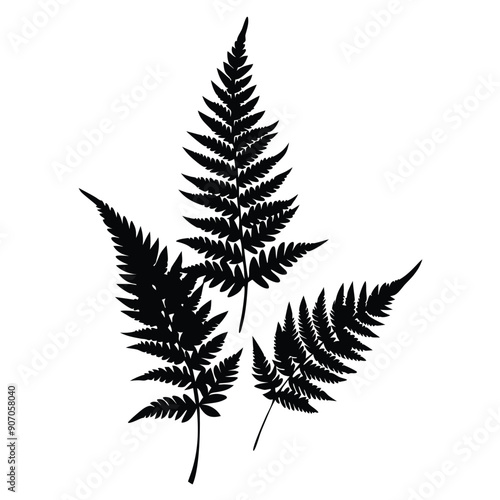 Fern Leaves  vector silhouette 