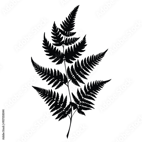 Fern Leaves  vector silhouette 
