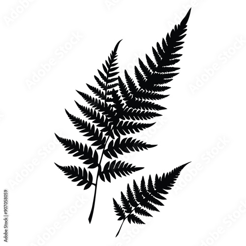 Fern Leaves  vector silhouette 