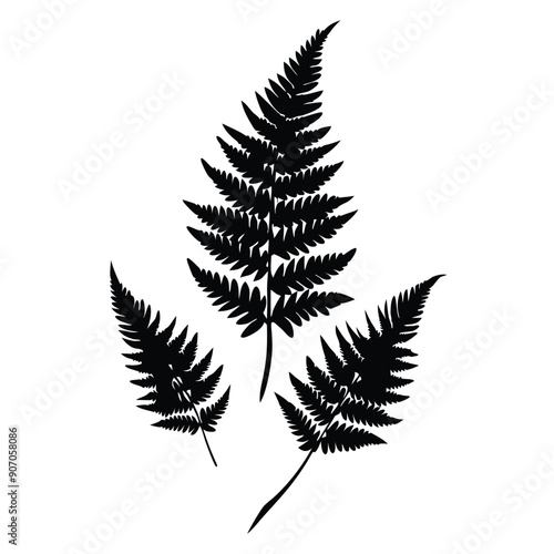 Fern Leaves  vector silhouette 