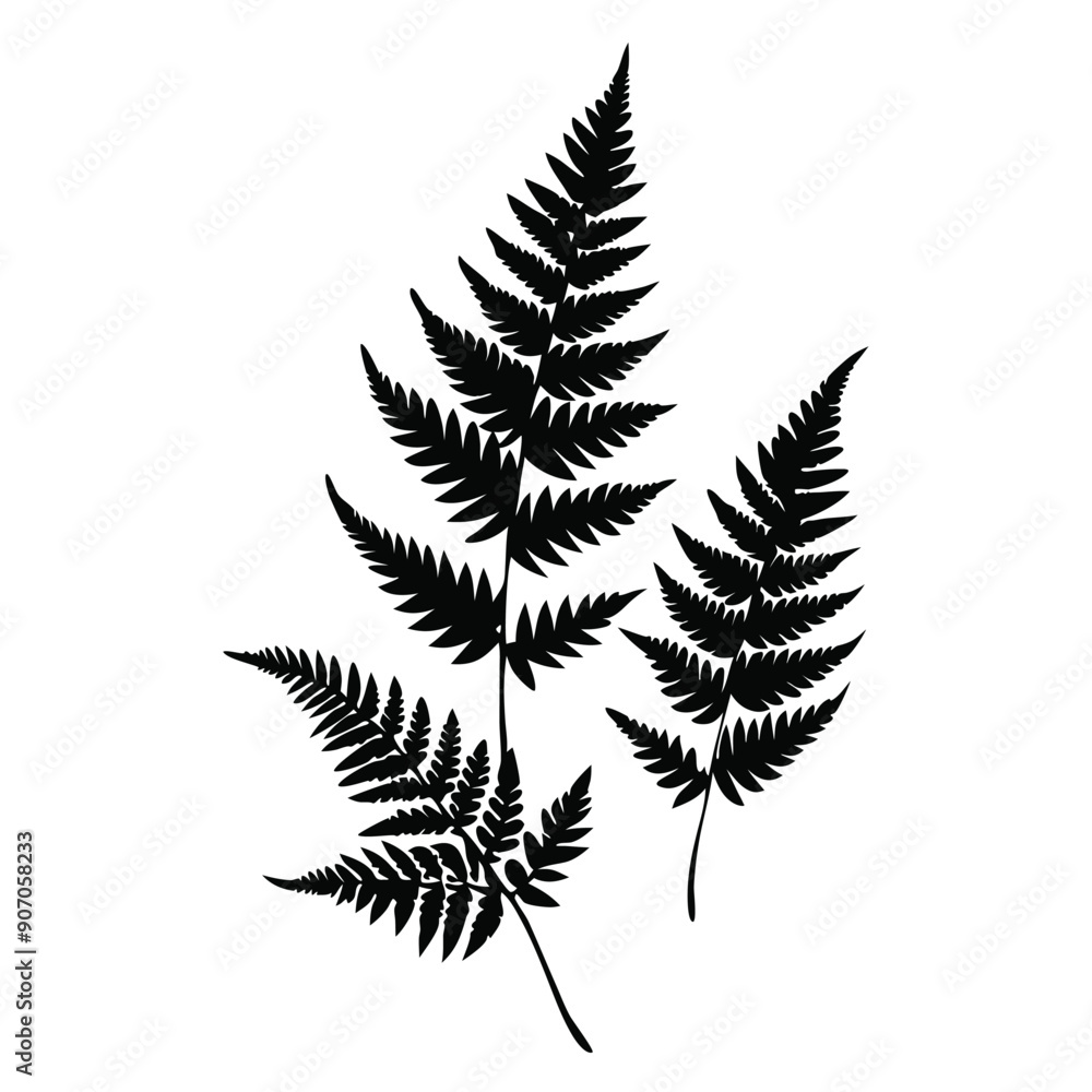 Fern Leaves vector silhouette, isolated white background. Fern Leaves vector silhouette, isolated white background.