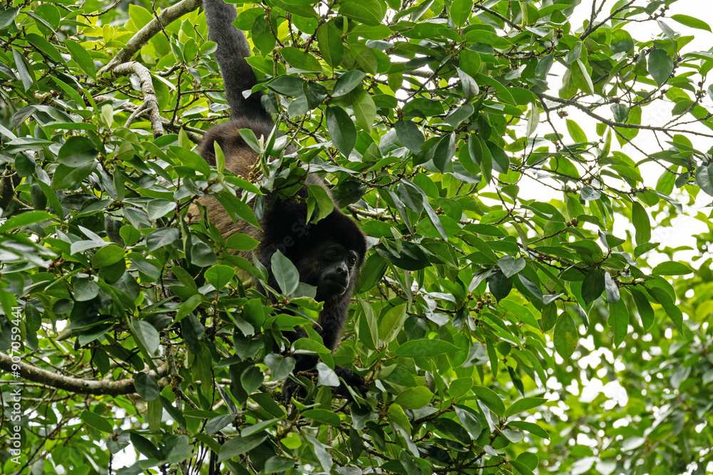 Fototapeta premium howler monkey in a tree in Costa Rica