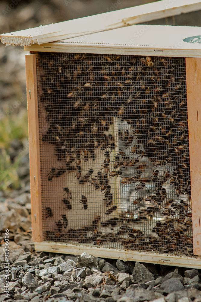 Italian Honey Bees - Sustainable Beekeeping Italian Honey Bees - Sustainable Beekeeping