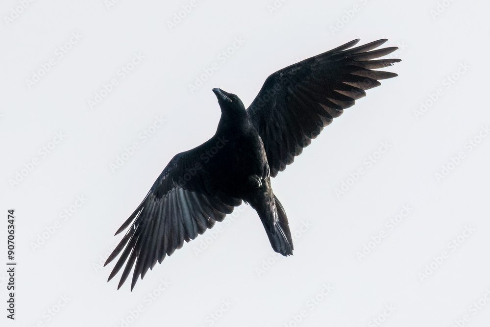 Common Raven (Corvus corax) in flight, a large bird with long wings soars into the air, flight over a nature reserve Common Raven (Corvus corax) in flight, a large bird with long wings soars into the air, flight over a nature reserve