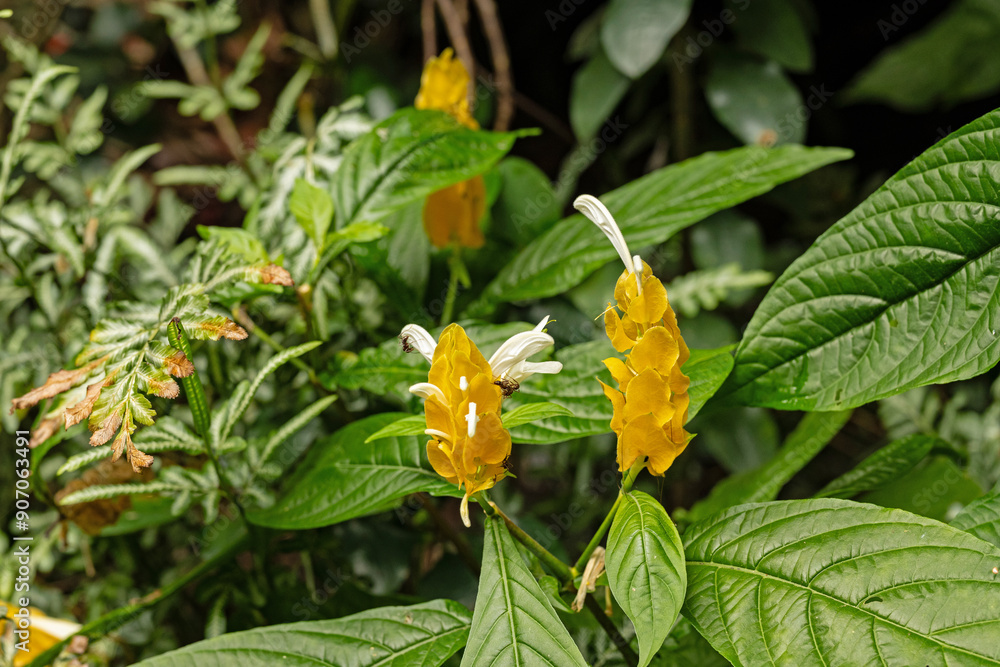beautiful plant in Costa Rica beautiful plant in Costa Rica