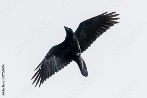 Wallpaper Mural Common Raven (Corvus corax) in flight, a large bird with long wings soars into the air, flight over a nature reserve Torontodigital.ca