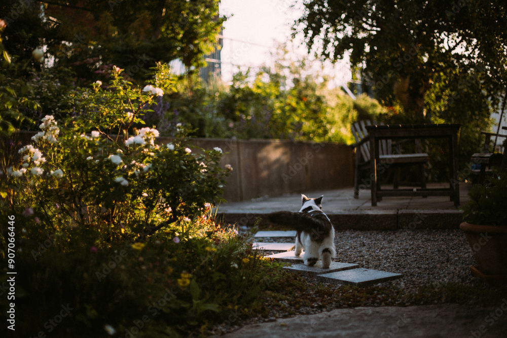 Black and White Cat walking on path Black and White Cat walking on path