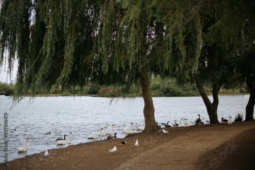 Birds by the water in Milton Keynes photo