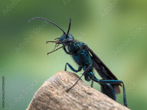 P7310314 Common blue mud dauber wasp, Chalybion californicum, grooming its face, cECP 2024