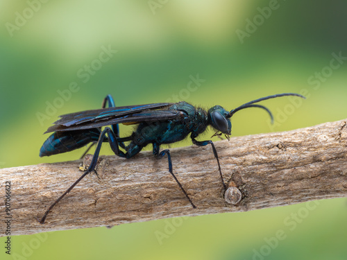 P7310325 Common blue mud dauber wasp, Chalybion californicum, on branch, cECP 2024