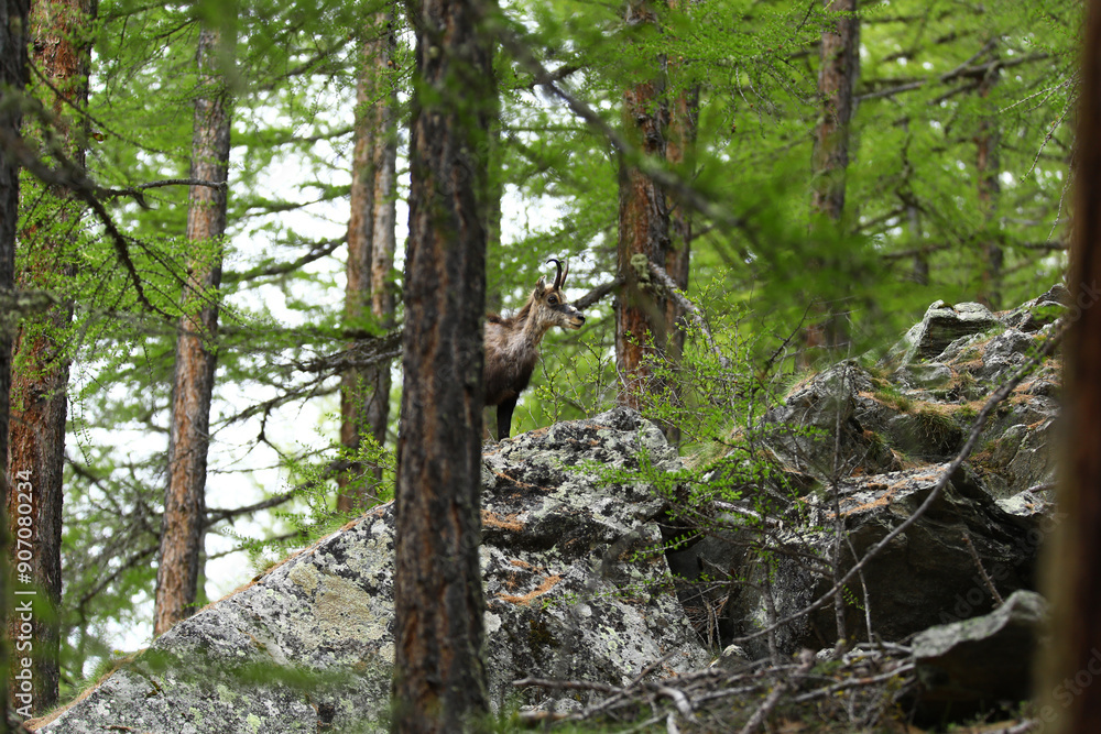 Female Ibex goat in the forest. Alpine ibex in the wild in the mountains of Switzerland. Female Ibex goat in the forest. Alpine ibex in the wild in the mountains of Switzerland.