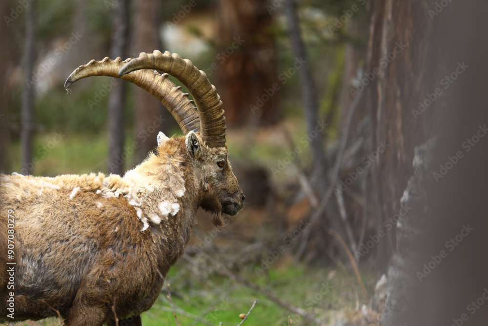 Alpine ibex in the wild in the mountains of switzerland, ibex in the forest Alpine ibex in the wild in the mountains of switzerland, ibex in the forest