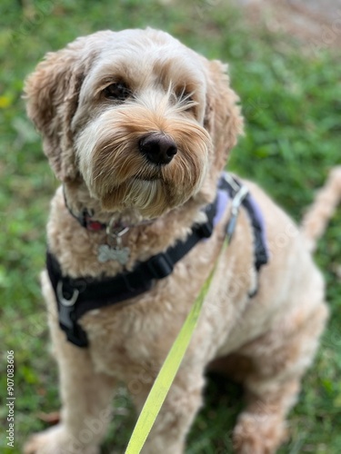 portrait of a dog