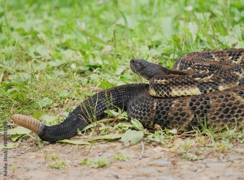 Gorgeous Timber Rattlesnake Black Phase Gorgeous Timber Rattlesnake Black Phase