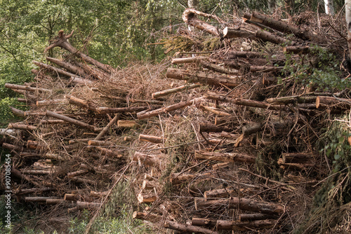 Wallpaper Mural A pile of branches (Frangula alnus) after forest logging, stacked in tall heaps along the side of a forest road. The thick branches create a raw, sensual landscape of nature after human intervention. Torontodigital.ca