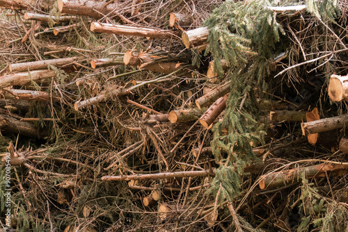 Wallpaper Mural A pile of branches (Frangula alnus) after forest logging, stacked in tall heaps along the side of a forest road. The thick branches create a raw, sensual landscape of nature after human intervention. Torontodigital.ca