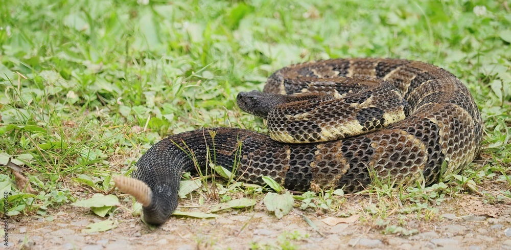 Fototapeta premium Gorgeous Timber Rattlesnake Black Phase