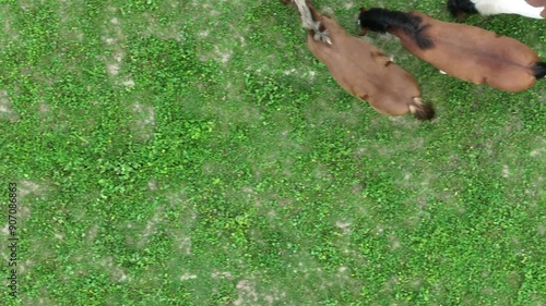 Smooth stabilized drone flight over group of horses in rural farmland area. 