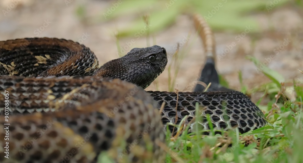 Naklejka premium Gorgeous Timber Rattlesnake Black Phase