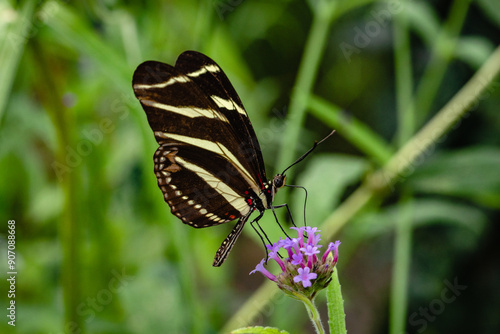 Heliconius charithonia, the zebra longwing or zebra heliconian, is a species of butterfly belonging to the subfamily Heliconiinae of the family Nymphalidae. photo