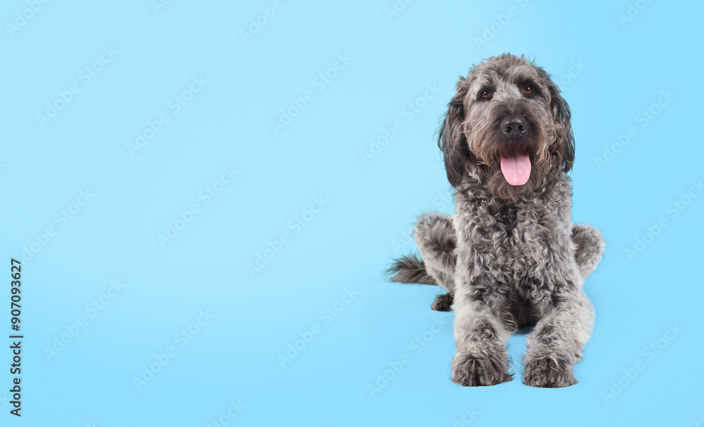 Large dog lying on blue background while looking at camera. Full body of cute fluffy puppy dog with pink tongue sticking out. Confident or happy body language. Gray female Labradoodle. Selective focus Large dog lying on blue background while looking at camera. Full body of cute fluffy puppy dog with pink tongue sticking out. Confident or happy body language. Gray female Labradoodle. Selective focus