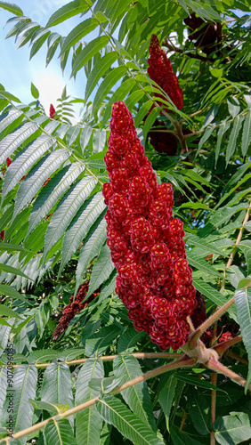 close up photo of red big flower Rhus typhina, the staghorn sumac,  photo