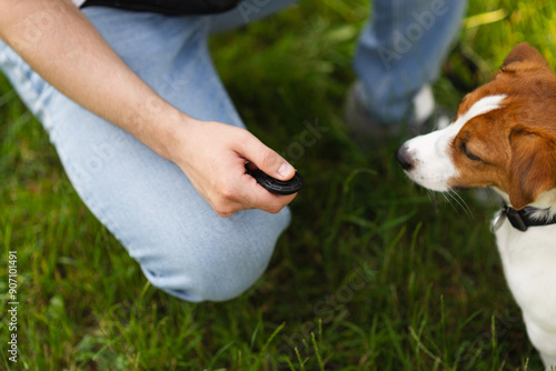Fotografie Cute Jack Russell Terrier dog outdoors walking and training with clicker in the park with his owner on a sunny day