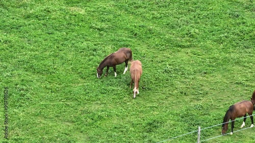 Smooth stabilized drone flight over group of horses in rural farmland area. 