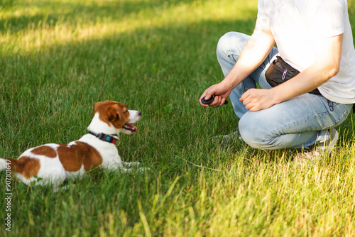 Cute Jack Russell Terrier dog outdoors walking and training with clicker in the park with his owner on a sunny day. Adorable puppy and his owner enjoying time together