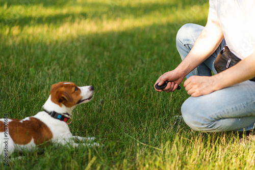 Cute Jack Russell Terrier dog outdoors walking and training with clicker in the park with his owner on a sunny day. Adorable puppy and his owner enjoying time together