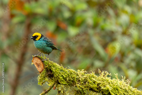 Saffron-crowned Tanager / Tangara coronigualda photo