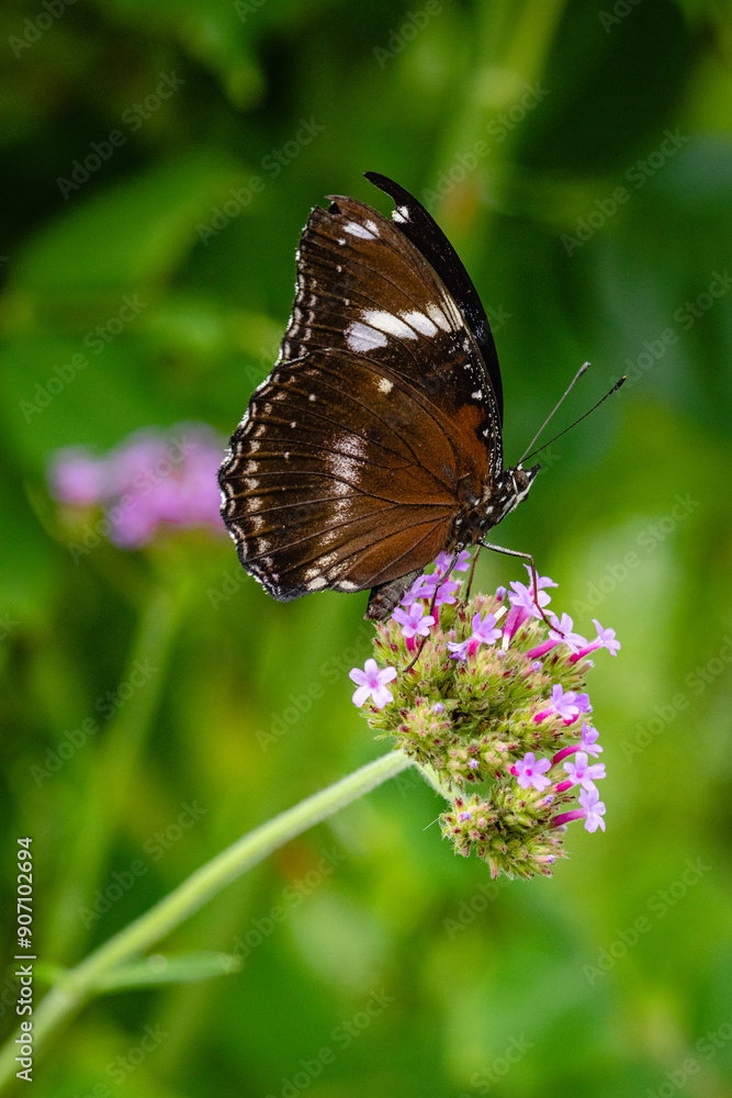 Butterfly Hypolimnas bolina (Great Eggfly) male on a flower. Butterfly Hypolimnas bolina (Great Eggfly) male on a flower.