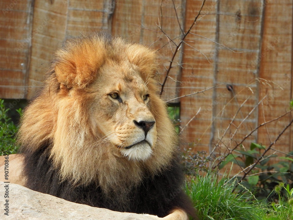 Naklejka premium Löwe