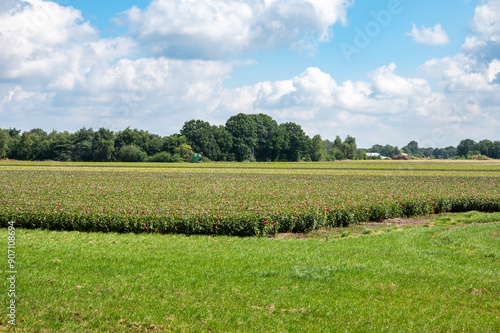 Flower field at the Dutch countryside around Landhorst, North Brabant, The Netherlands photo