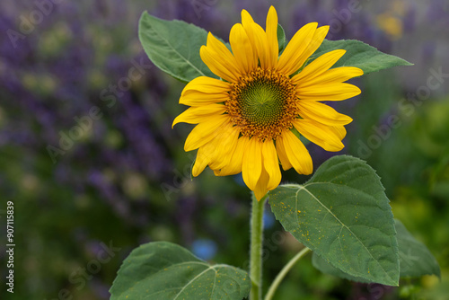 Sunflower in the garden