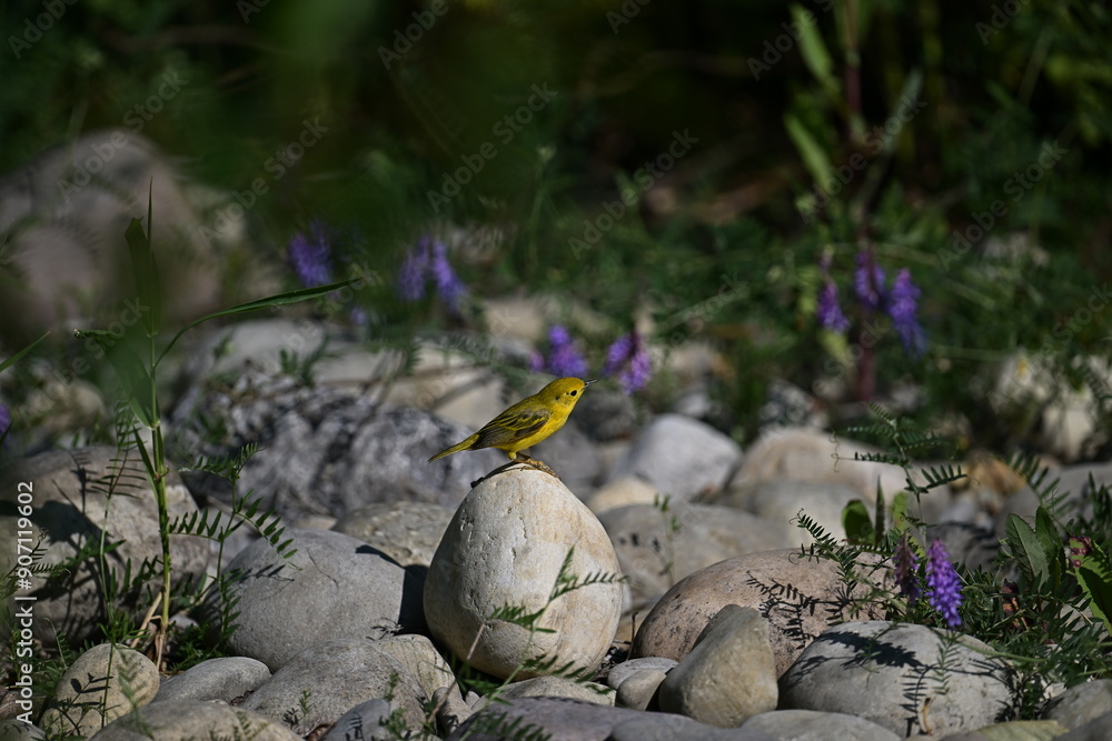 bird on a branch, YELLOW WARBLER bird on a branch, YELLOW WARBLER