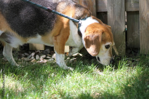 A cute and curious beagle on a walk sniffing the grass.