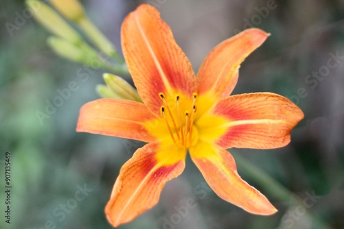 Closeup of an orange flower, a beautiful orange daylily. 