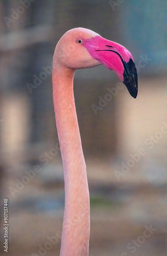 Portrait close up image of Flamingo bird photo