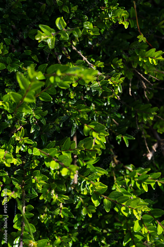 green leaves, spring Texture of fresh green leaves green leaves, spring Texture of fresh green leaves
