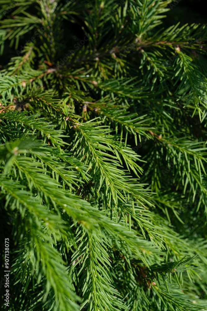 green twig of fir tree, closeup green twig of fir tree, closeup