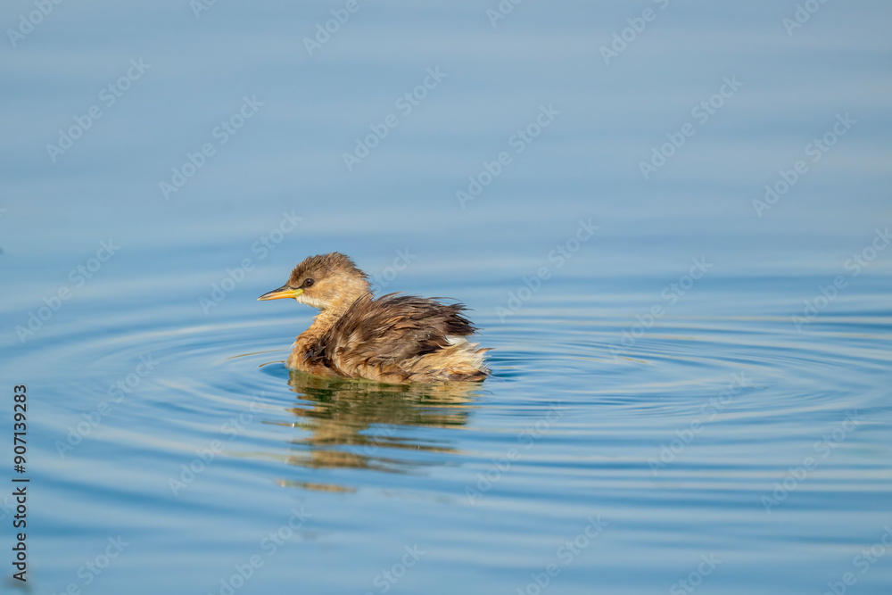 The little grebe (Tachybaptus ruficollis), also known as dabchick . This Waterfowl bird is member of the Grebe family. Portrait image of Little Grebe in natural water. The little grebe (Tachybaptus ruficollis), also known as dabchick . This Waterfowl bird is member of the Grebe family. Portrait image of Little Grebe in natural water.