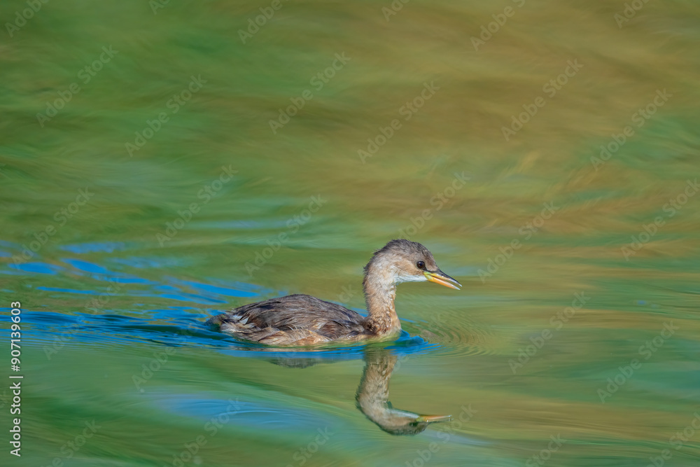 Fototapeta premium The little grebe (Tachybaptus ruficollis), also known as dabchick&nbsp;. This Waterfowl bird is member of the Grebe family. Portrait image of Little Grebe in natural water. 
