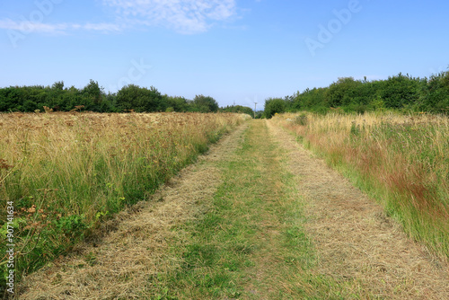 A grass track through the fields of North Kent on a hot summers day photo