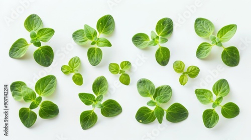 This image shows fresh oregano leaves scattered on a white surface, showcasing the herb's vibrant green color and natural patterns, ideal for culinary and medicinal uses.