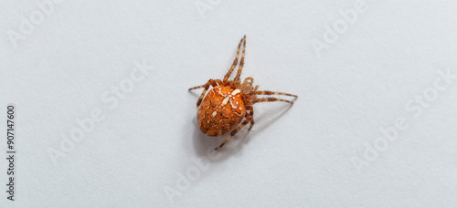 Araneus diadematus. photo