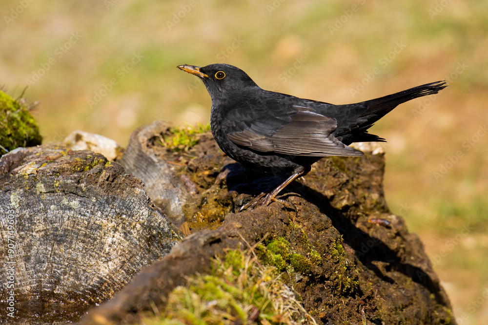 Common Blackbird Common Blackbird