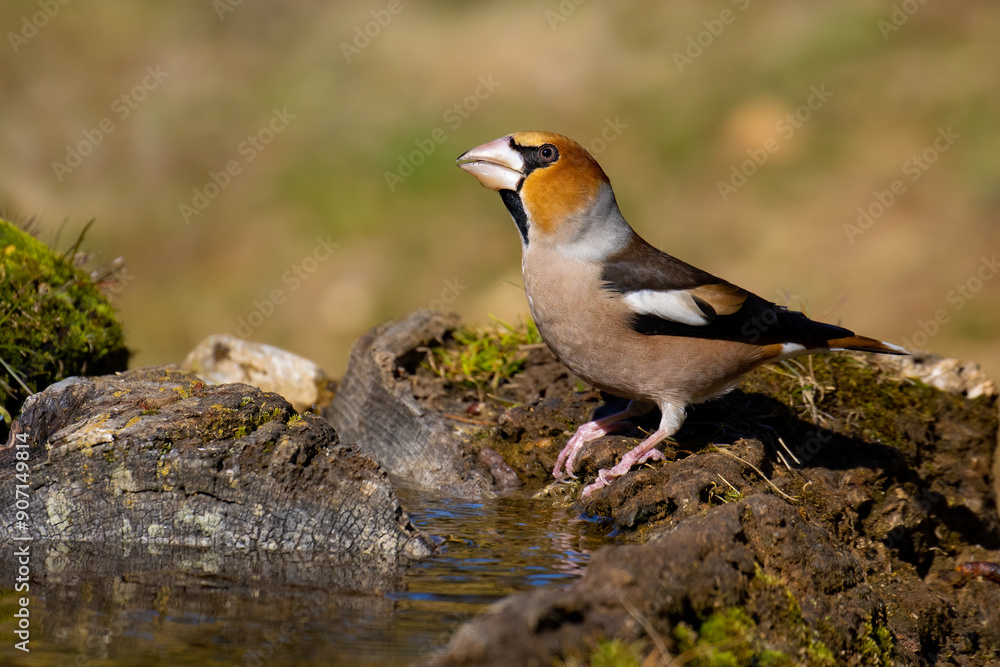 Hawfinch Hawfinch