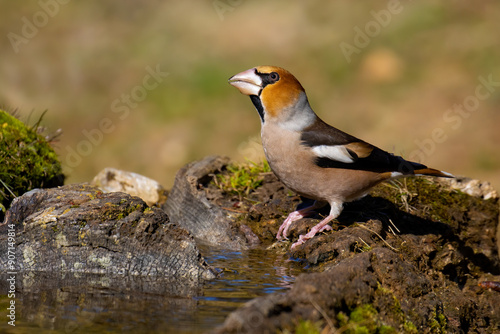 Hawfinch